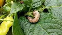 Ulat-ulat itu menyerang kebun-kebun cabai sejak sebulan terakhir akibat cuaca yang buruk.