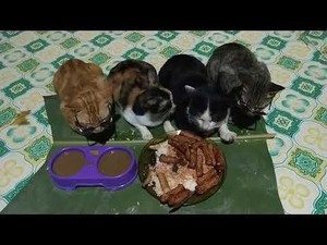 Bikin Ngakak! Kucing-kucing Ini Nurut Saat Diceramahi Sebelum Makan