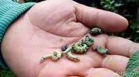 Para petani kini mulai bertindak dengan menyiram tanamannya dengan obat. Namun hal tersebut belum berhasil menghilangkan ulat. Mereka pun berharap pemerintah turun tangan memberi solusi untuk memberantas hama ulat.
