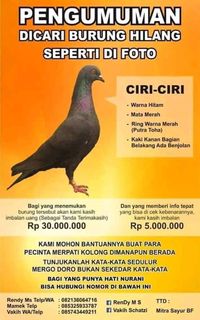 Burung Warga Dieng Ini Hilang Bagi Penemunya Ada Hadiah Rp 30 Juta