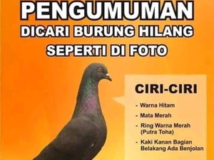Burung Masih Hilang, Sayembara Berhadiah Rp 30 Juta Masih Lanjut