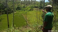 Gua memang berlokasi di sekitar perbukitan dan lembah cadas yang dikelilingi tanah ladang serta sawah warga (Andi Nurroni/detikTravel)
