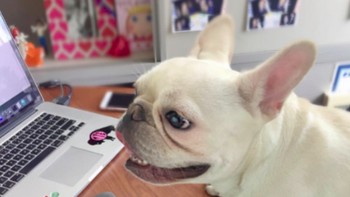 Karyawan Google pun diizinkan untuk membawa hewan peliharaannya. (Foto: Instagram/lifeatgoogle)