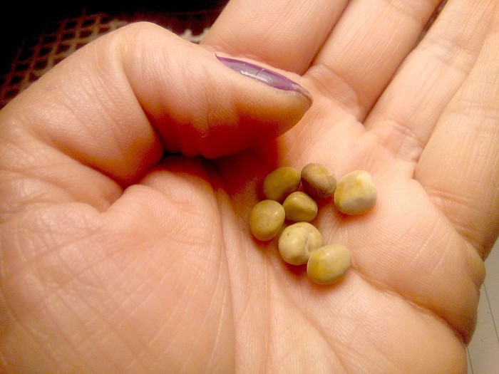 Tidak semua batu ginjal tampak kasar dengan permukaan kristal, ada juga yang berukuran kecil mulus seperti kacang. Batu seperti ini biasanya lebih mudah keluar sendiri bersama urine. (Foto: Wikimedia Common/Jakupica)