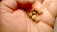 Tidak semua batu ginjal tampak kasar dengan permukaan kristal, ada juga yang berukuran kecil mulus seperti kacang. Batu seperti ini biasanya lebih mudah keluar sendiri bersama urine. (Foto: Wikimedia Common/Jakupica)