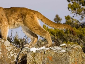 Pria AS Bunuh Singa Gunung yang Menerkamnya Saat Berolahraga Lari