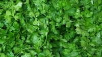 Bermasalah dengan sistem pencernaan? Daun ketumbar bisa jadi solusi. Sebab sebuah penelitian yang terbit di Digestive Diseases and Science menemukan bahwa daun ketumbar bekerja lebih ampuh daripada plasebo. Foto: Istimewa