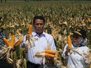 Impor 100.000 Ton Jagung di Akhir 2018, Mentan: untuk Peternak