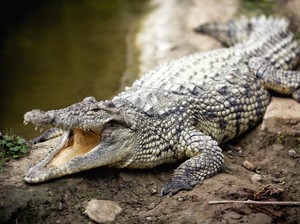 Pria di Jambi Diterkam Buaya Saat Mandi di Anak Sungai