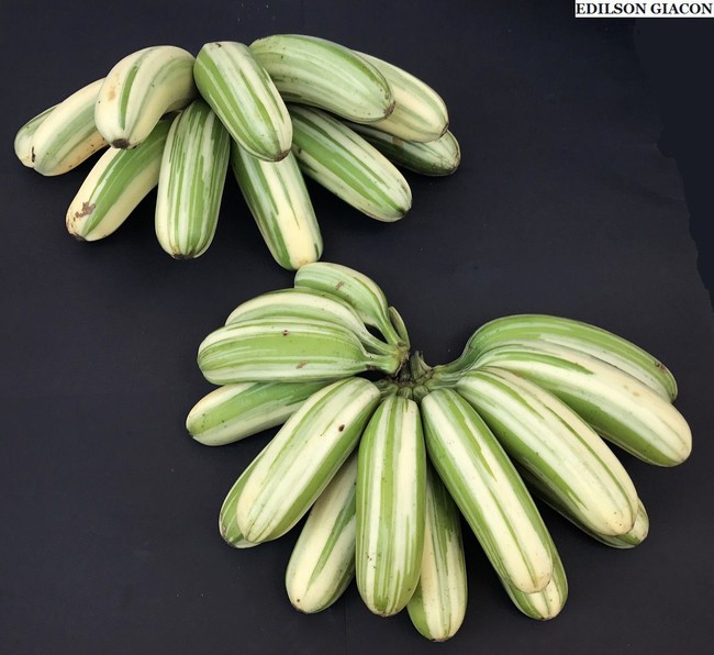 Makanan Jepang 1.000 Tahun dan Pisang Varigata yang Unik