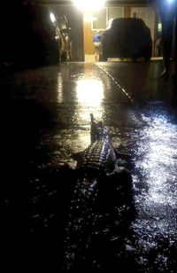 Banjir Besar, Buaya di Australia Panjat Pohon