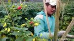 Penampakan Ulat yang Bikin Harga Cabai Inul Goyang