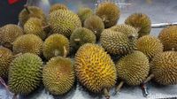 Download 5500 Gambar Durian Medan  Gratis