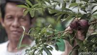 Lingkungan tersebut merupakan Program kampung Iklim (Proklim).