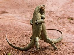 Karya Jawara Kontes Foto Komedi Hewan, Kocak dan Bikin Gemas!