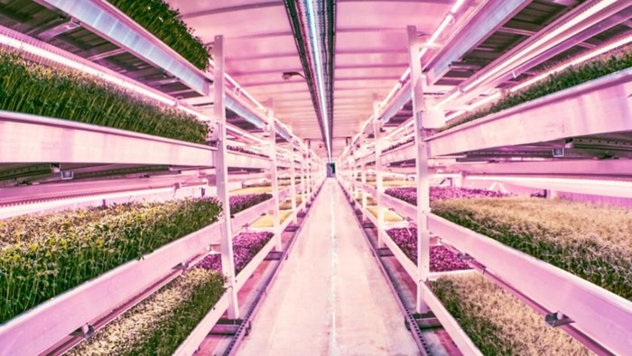 Super Unik! Kebun Bawah Tanah Pertama di Dunia