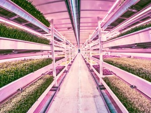 Super Unik! Kebun Bawah Tanah Pertama di Dunia