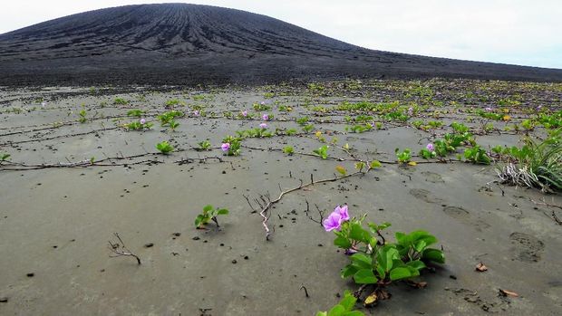 Pulau Misterius Ditemukan di Samudra Pasifik!