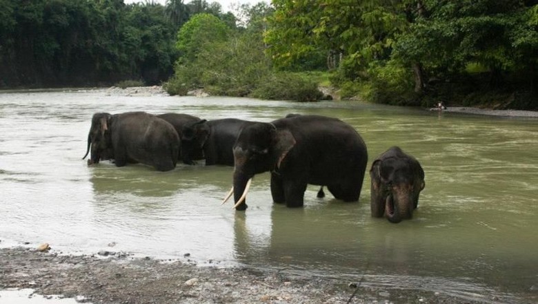 Gajah di Tangkahan (Almira Santoso/dTraveler) Gajah di Tangkahan (Almira Santoso/dTraveler)