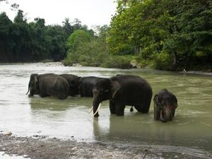 Kecintaan Nicholas Saputra kepada Gajah Hingga Vila di Tangkahan