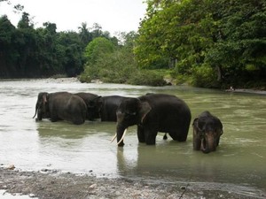 Tempat Nicholas Saputra Memandikan Gajah