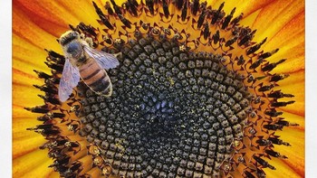 Juara kategori Macro & Details diraih Rosie Karel - iPhone 6s. Foto: Mobile Photography Awards