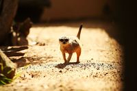 Mau Lihat Mantan Pacar Kamu 'Dimangsa' di Kebun Binatang? Ikutan Acara Ini