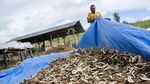 Wow! Gaplek Singkong Sukabumi Tembus Pasar China