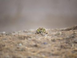 Karya Jawara Kontes Foto Komedi Hewan, Kocak dan Bikin Gemas!