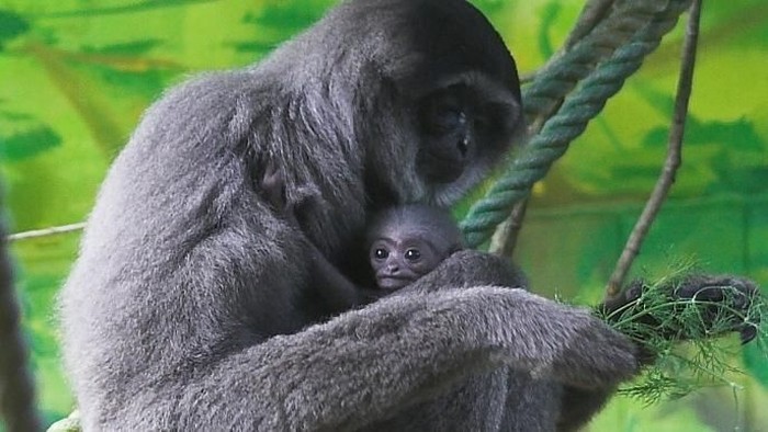 Melestarikan Owa Jawa Hewan Langka Yang Terancam Punah Foto 4