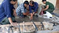 BBKSDA Jabar Amankan 4 Buaya Peliharan Warga Indramayu