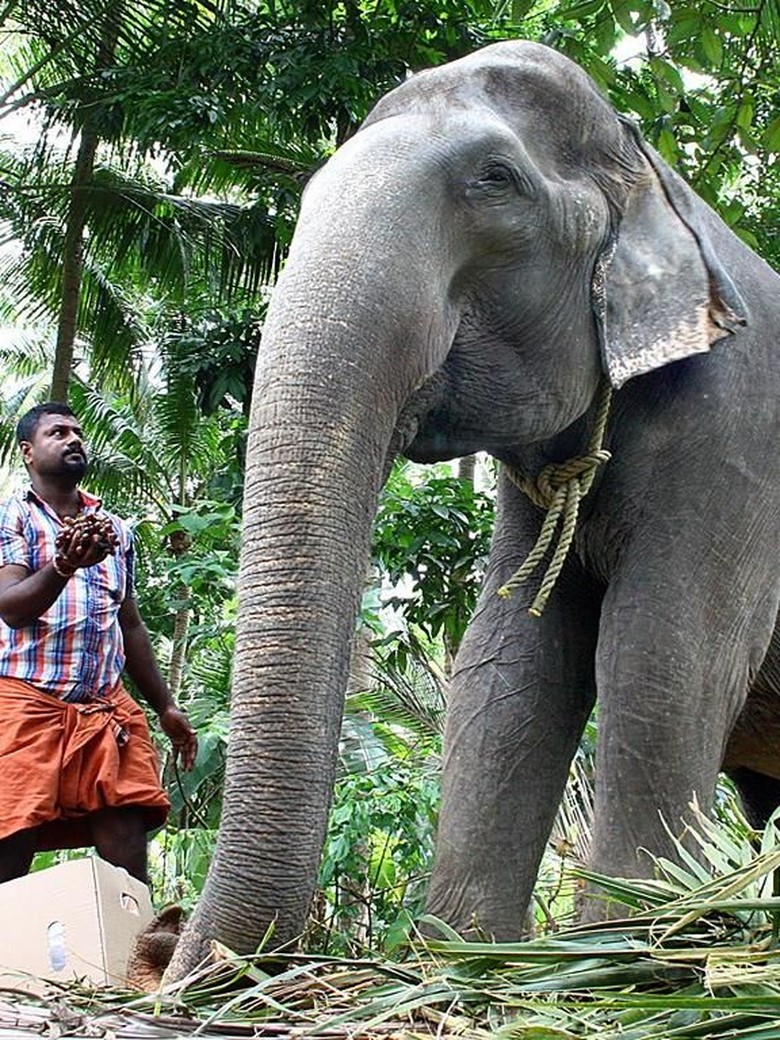 Unduh 87 Koleksi Gambar Gajah Dan Bagian Tubuhnya Terbaik HD