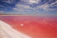 Di Australia Ada Danau Pink yang Bisa Berubah Warna, Penasaran?