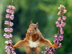 Karya Jawara Kontes Foto Komedi Hewan, Kocak dan Bikin Gemas!