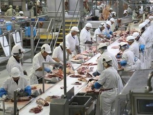 Kerja Keras Anak-anak Muda Indonesia di Pabrik Daging Australia