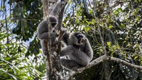 Sejumlah Owa Jawa memakan buah-buahan di pohon yang berada di kawasan hutan lindung milik Perhutani, Lengkong, Kabupaten Sukabumi, Jawa Barat. Istimewa/Antara Foto/Nurul Ramadhan.