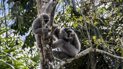 Melestarikan Owa Jawa, Hewan Langka yang Terancam Punah