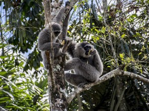 Mendengar Nyanyian Merdu Owa Jawa di Situ Patenggang