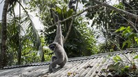 Owa Jawa menjadi salah satu hewan yang menjadi perhatian Yayasan International Animal Rescue (IAR) Indonesia karena populasinya yang masuk dalam zona kritis terancam punah. Istimewa/Antara Foto/Nurul Ramadhan.