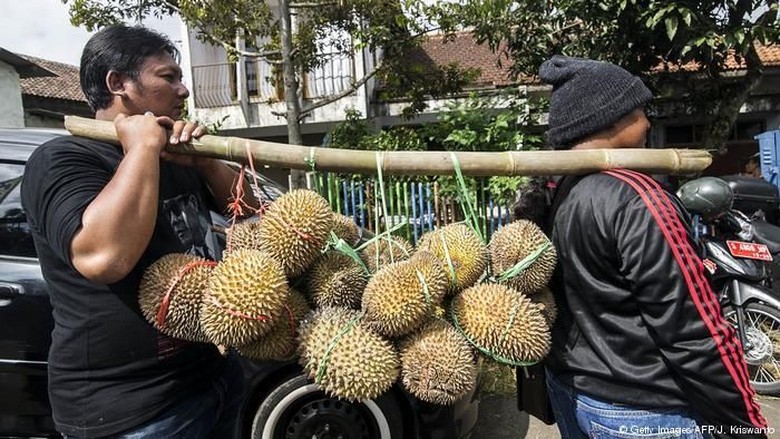 Demam Durian di China Percepat Deforestasi di Malaysia, Kok Bisa? Demam Durian di China Percepat Deforestasi di Malaysia, Kok Bisa?