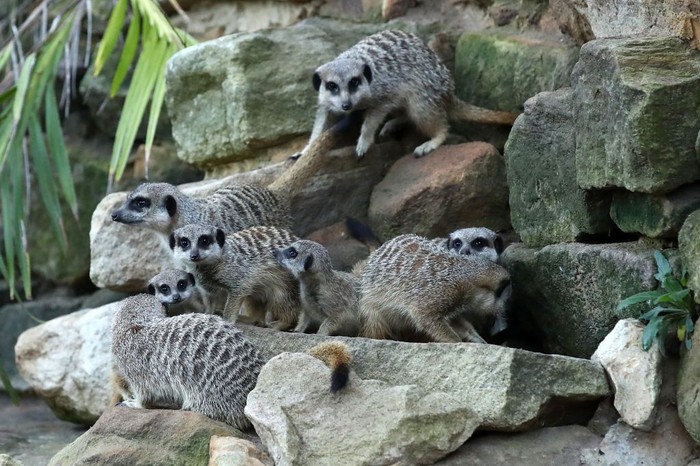 SYDNEY, AUSTRALIA - MARCH 29:  Meerkats walk down a rock face at Taronga Zoo on March 29, 2018 in Sydney, Australia. The Easter-themed treats and enrichment were developed and refined by Taronga Zoo keepers and the Zoos Behavioural Studies Unit with the aim of maintaining the animals wildness.  (Photo by Cameron Spencer/Getty Images)