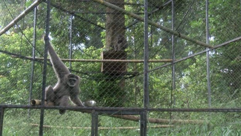 Melestarikan Owa Jawa Hewan Langka Yang Terancam Punah Foto 9