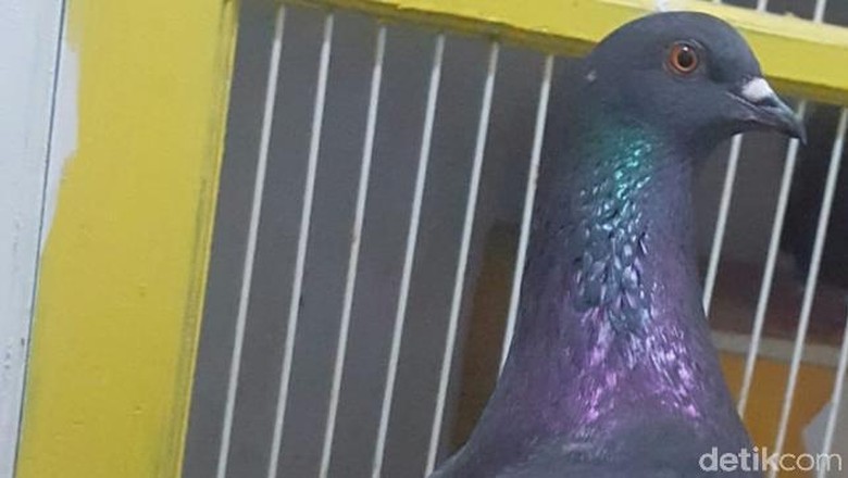 Mimpi Dikasih Burung Merpati Blog Tentang Burung