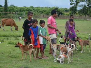 6 Warga Dompu NTB Meninggal, Ribuan Ekor Anjing Ditembak Mati