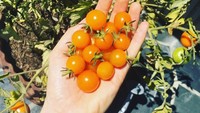 Siapa sangka wanita 30 tahun ini hobi berkebun. Kali ini ia memamerkan tomat cherry yang baru saja dipetiknya. Foto: Instagram behatiprinsloo