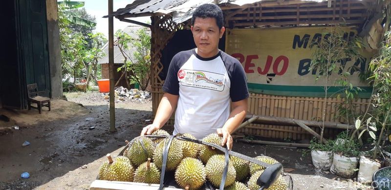 durian J-queen