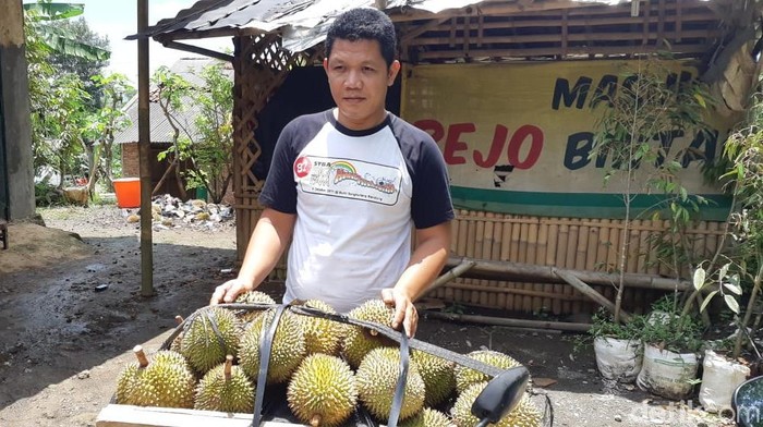 durian J-queen