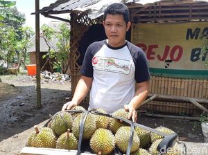 Ini Cerita Petani Mengapa Durian Banyumas J-Queen Dijual Mahal