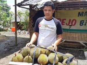 Ini Cerita Petani Mengapa Durian Banyumas J-Queen Dijual Mahal