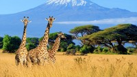 Natural World Safaris punya paket wisata seharga 88 ribu Euro atau setara Rp 1,3 M. Turnya akan mengajak turis keliling ke 12 negara dari padang savana di Kenya sampai melihat beruang kutub di Antartika, selama 111 hari. Bagi Messi, harga segitu tidak ada apa-apanya (iStock)